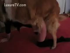 Dog puts it into woman